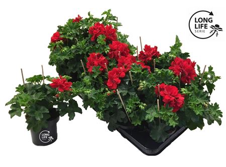 Pelargonium Pelt Double Red (longlife)