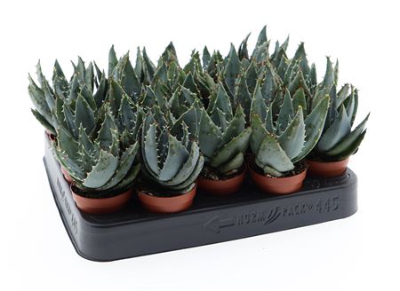 Aloe Petricola