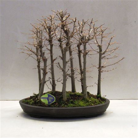Bonsai Pseudolarix Amabillis, Forest