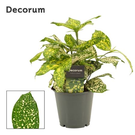 Drac Godsefiana (decorum)
