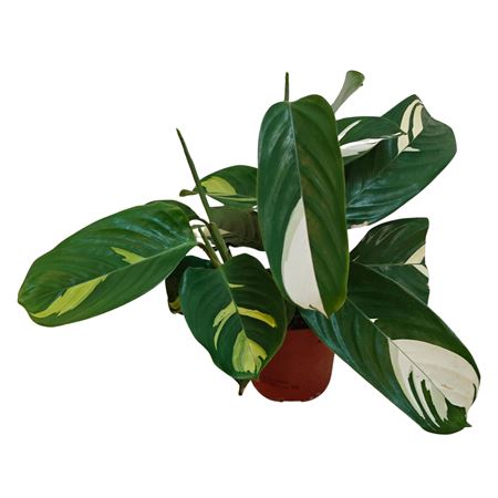 Ctenanthe Lubbersiana 'золотая мозаика'