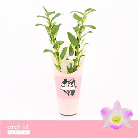 Dendr Nob 2st Pandora