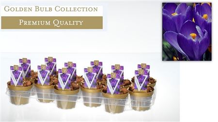Crocus Blue (deluxe)