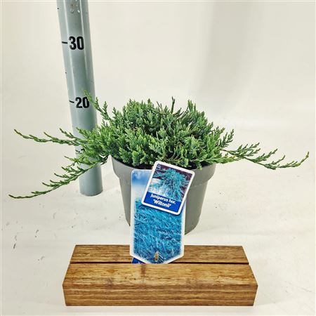 Juniperus Hor Wiltonii