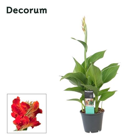 Canna Madeira (decorum)