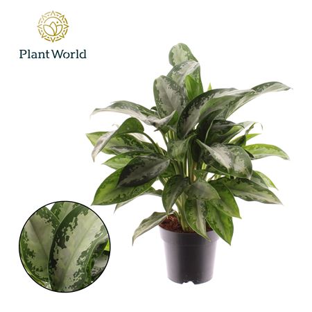 Aglaonema Jubilee Petit