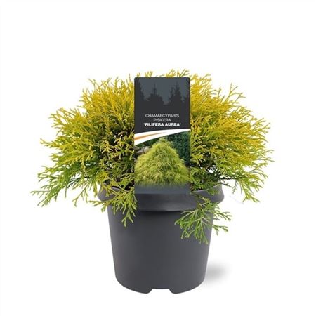 Chamaecyparis Filifera Aurea
