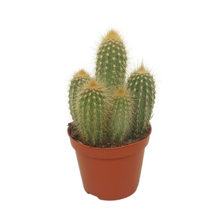 Vatricania Guentherii 8,5 Cm