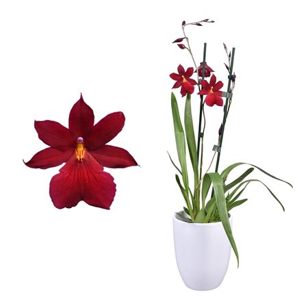 Cambria 2st Nelly Isler In White Ceramic