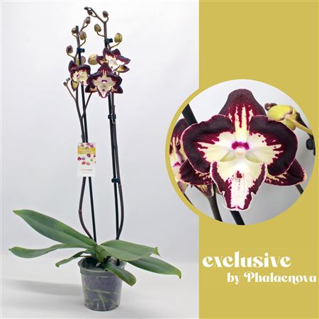 Phal 2st Klementine 16+