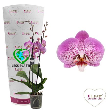 Phalaenopsis Jillion - 2 Tak 80cm (less Plastic)