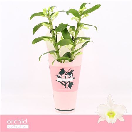 Dendr Nob 2st Apollon Compact Orchid