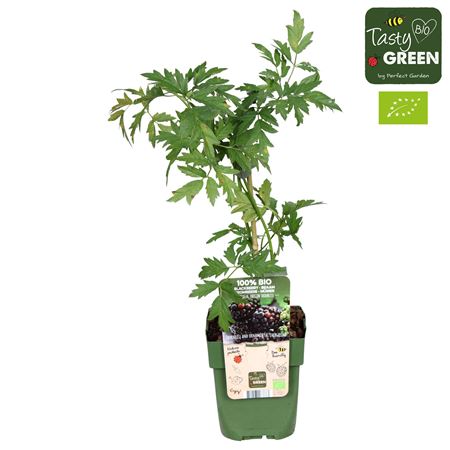 Rubus Frut Thornless Evergreen Bio