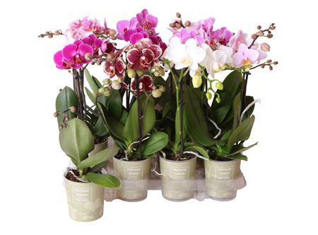 Phal 1st A2 Mix 6+ (ok)