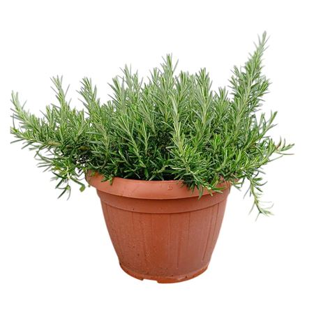 Rosmarinus Prostatus