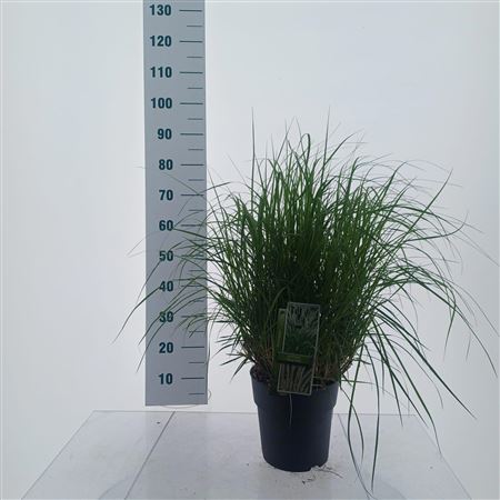 Pennisetum Or Fairy Tails