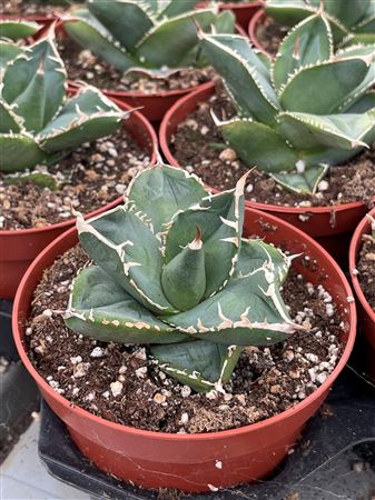 Agave Mni
