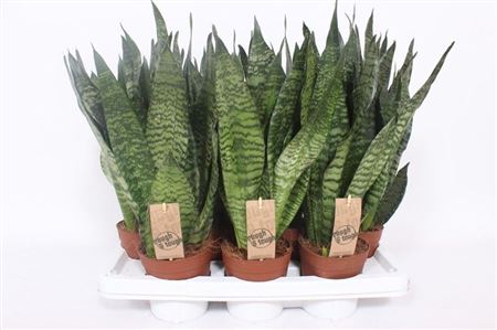 Sansevieria Zeylanica Compacta