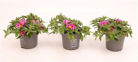 Calibrachoa Cabaret Bumble Bee Rose