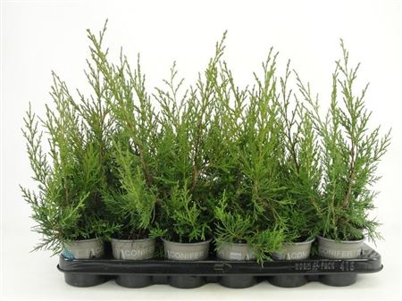 Juniperus Chin Keteleeri