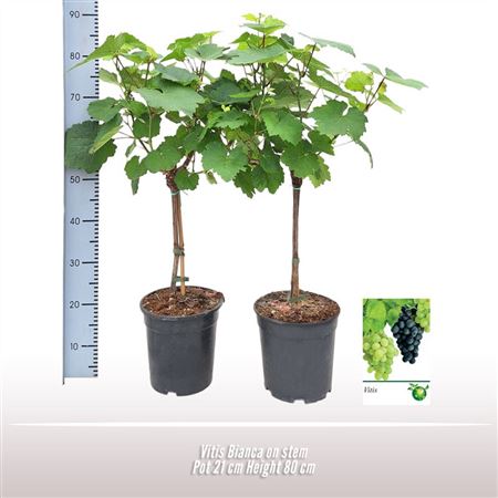 Vitis On Stem