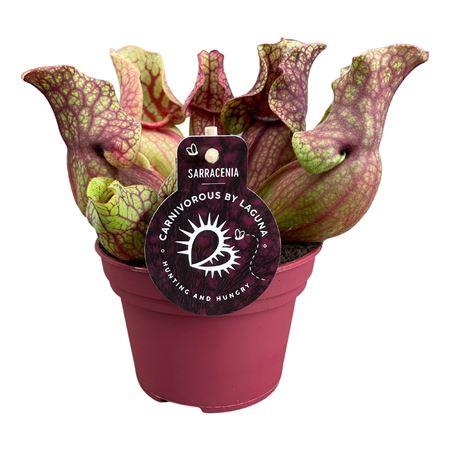 Sarracenia Venosa