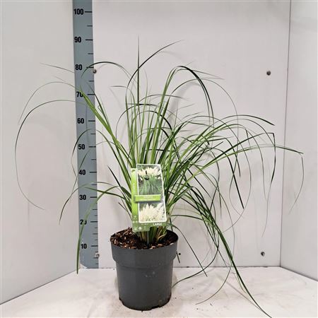 Cortaderia Sell White Feather