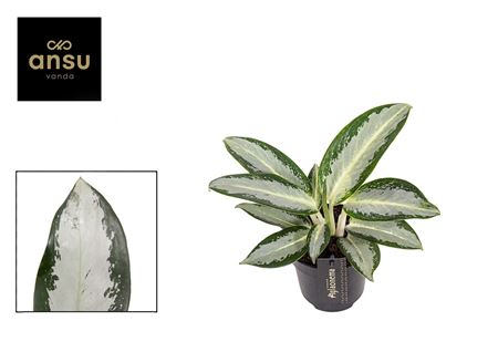 Aglaonema Silver Blue