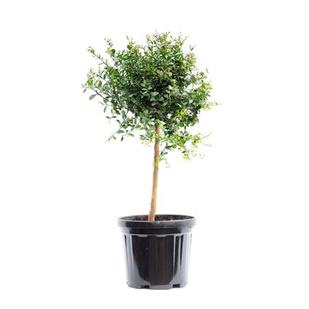 Citrus Australasica On Stem
