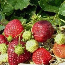 Земляника Румба