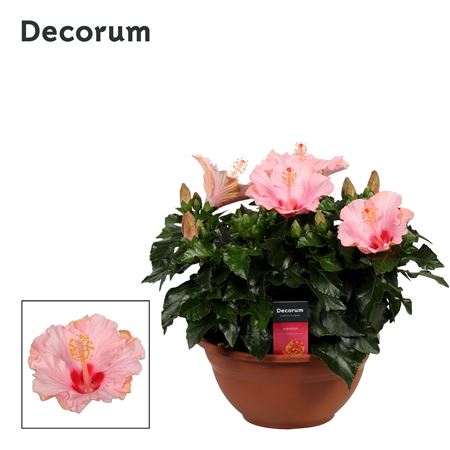 Hibiscus Jersey Pink 10+ (decorum)