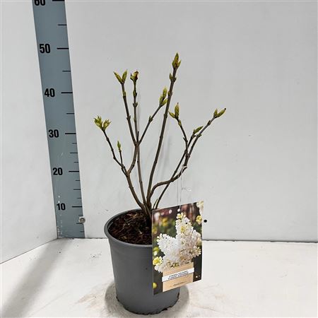 Syringa Vulg Mme Florent Stepman