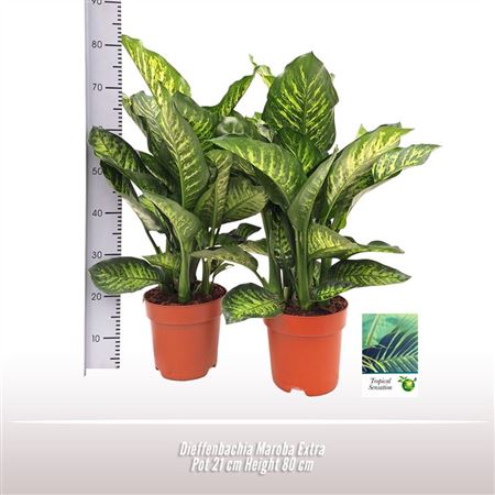 Dieffenbachia Maroba
