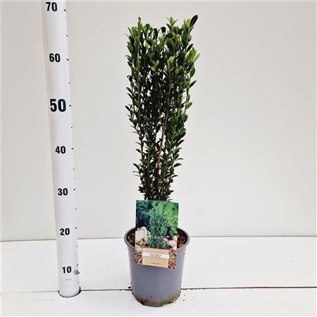 Ilex Cren Fastigiata