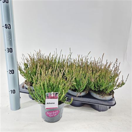 Calluna Gg Athene