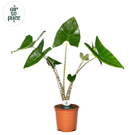 Alocasia Zebrina (air So Pure)