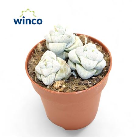 Crassula Moonstone (group)