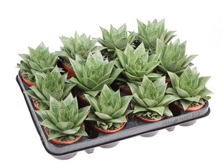 Gasteria Tiga
