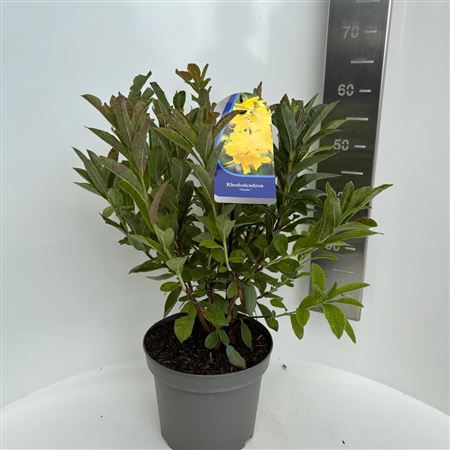 Rhodo (ak) Anneke