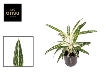 Aglaonema Zebra Feathers