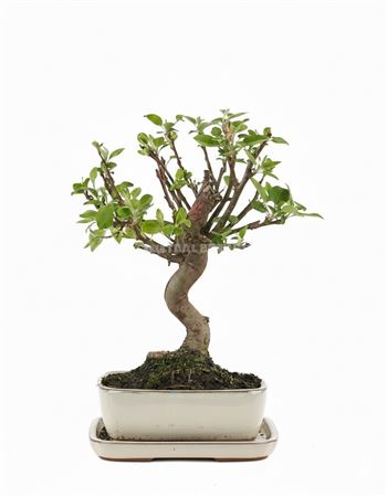 Malus Sp Pz-erwiam Ball S-shape With Tray