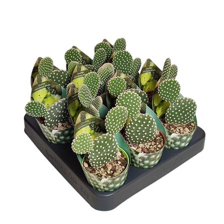 Opuntia Microdasys Albata Potcover