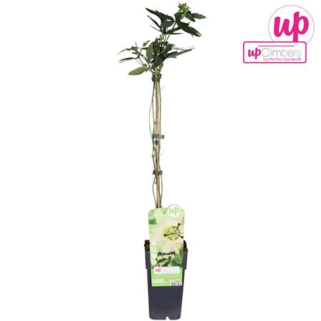 Passiflora Caerulea Constance Elliot