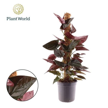 Syngonium Erythrophyllum 'red Arrow' Mosstok