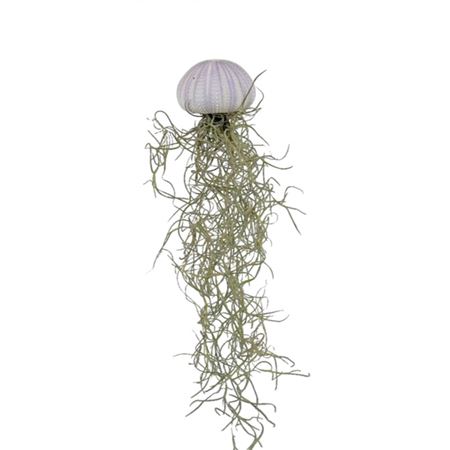 Tillandsia Schelp Small