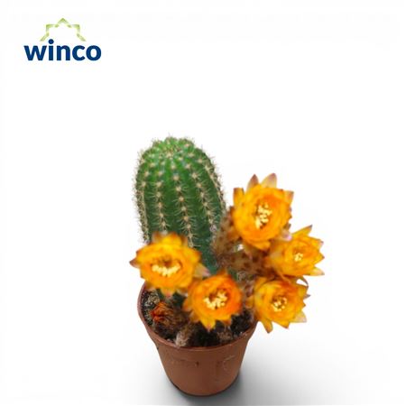 Chamaecereus Silvestrii Yellow Flower