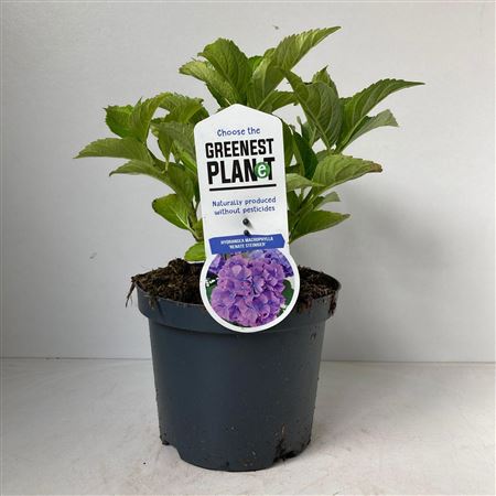 Hydrangea Ma Renate Steiniger
