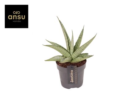 Sansevieria Comet Pastel Grey No. 3