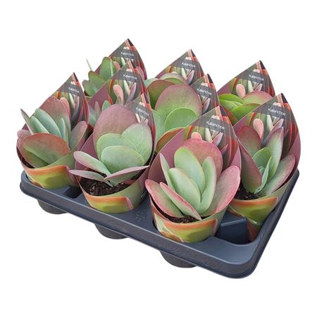 Kalanchoe Thyrsiflora Potcover