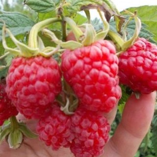 Малина садовая Краса России в тубе